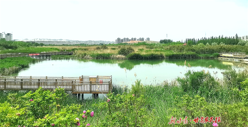 “盐碱地”变“碳金库”