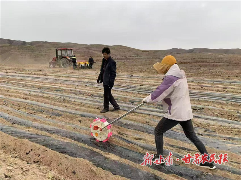 平川区：全链条发展藜麦产业 铺筑乡村振兴致富路