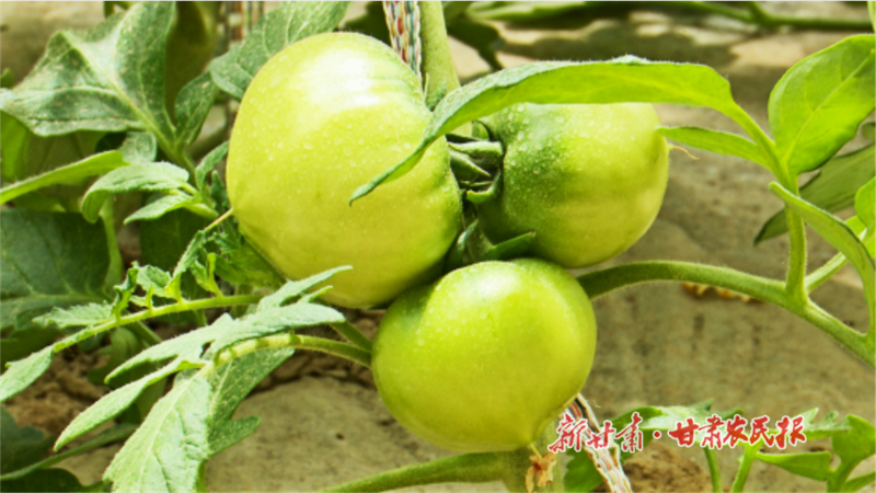 华亭：拎稳菜篮子 “蔬”写好日子