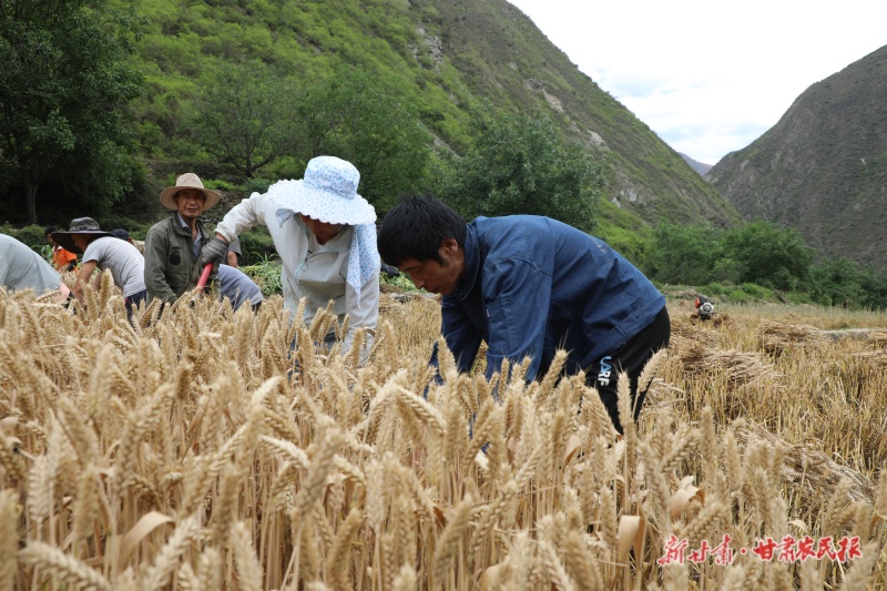 文县冬小麦陆续开镰收割