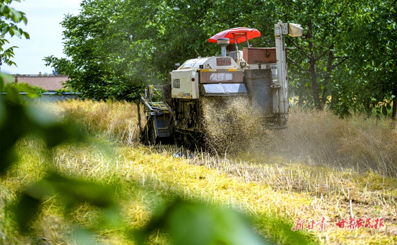 董志镇郭堡村油菜开镰收割