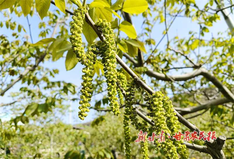 华亭：核桃树下看花开 丰产园里说丰年