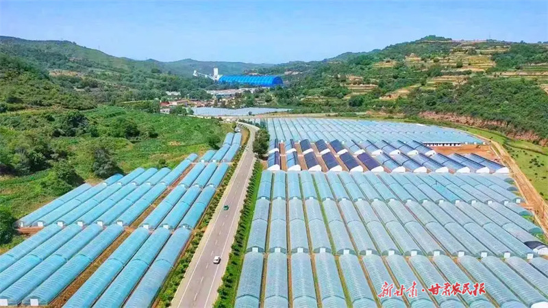 崇信：红牛壮 蔬菜旺 乡村振兴产业强