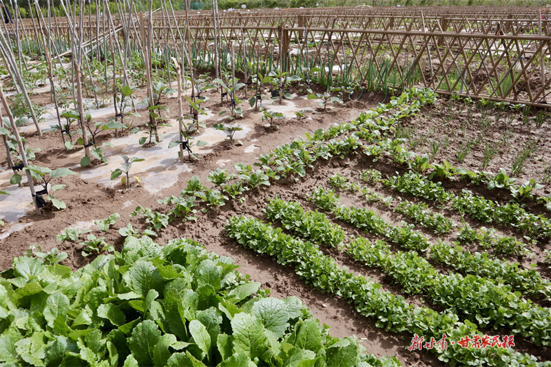 崆峒：科学套种促增收