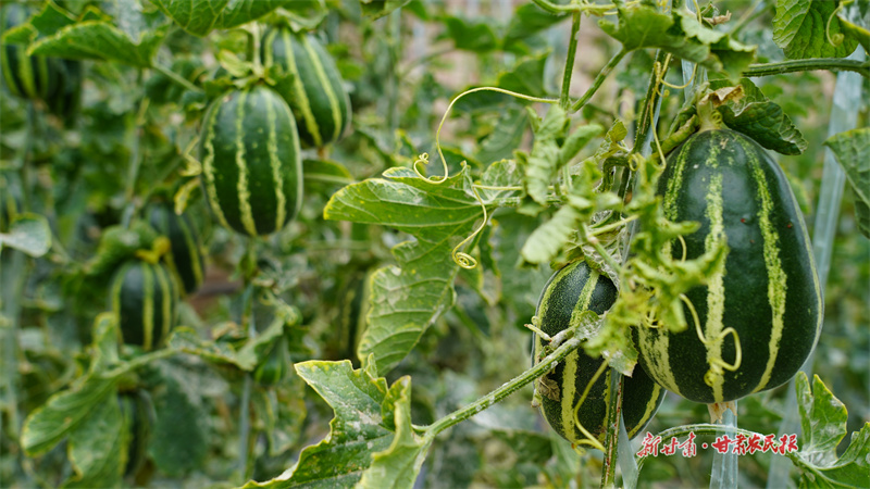 静宁：小甜瓜“吊”出甜日子