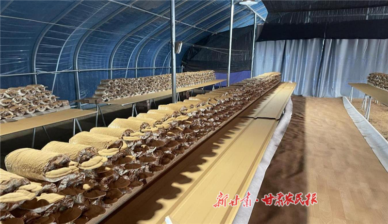 平川区：党建赋能产业振兴 中药材变身“致富金”