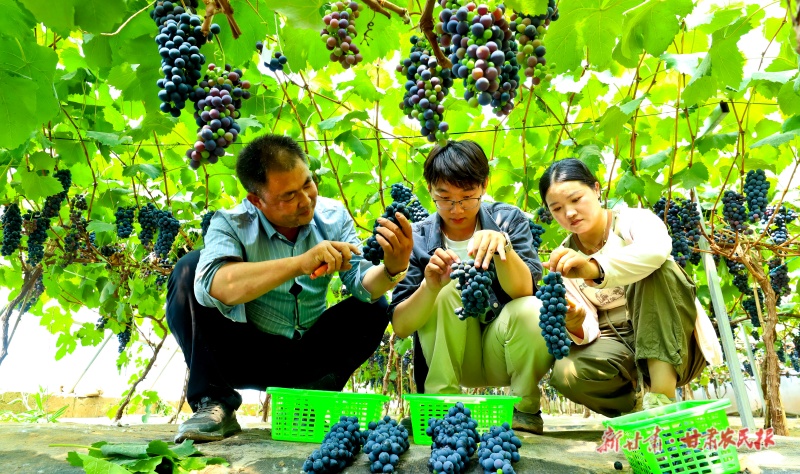 采摘玫瑰香早熟葡萄