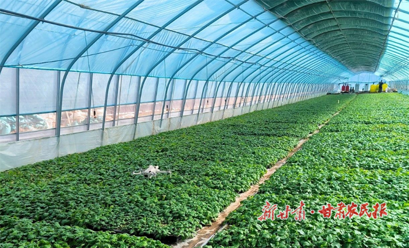 临洮：从“土疙瘩”到“金疙瘩”的破茧之路