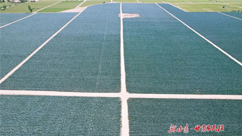 【图片新闻】民勤：千亩西蓝花迎丰收