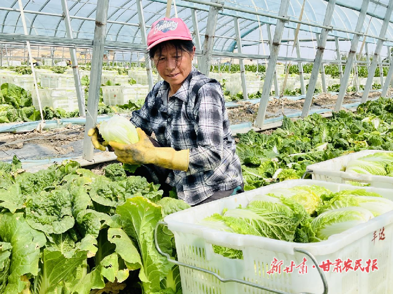 凉州区：娃娃菜喜获丰收