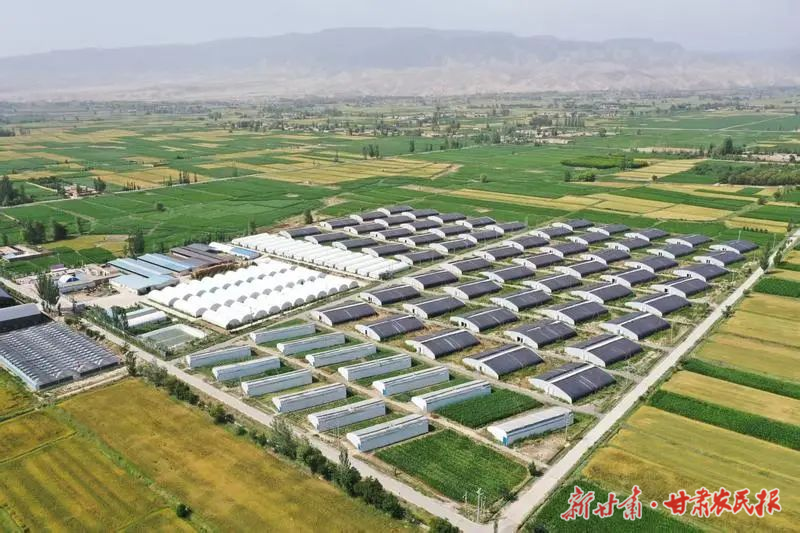 凉州区“联农带农”机制绘美乡村振兴新图景