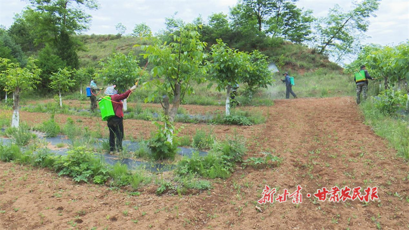 华亭：盛夏管护正当时，核桃园里绘“丰”景