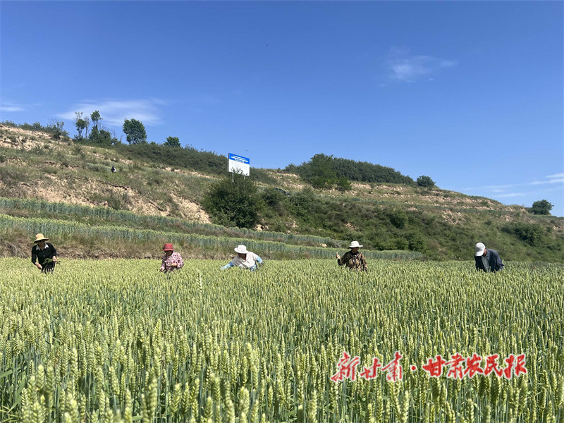 秦州区：精耕细作护粮安 夏管提质促丰收