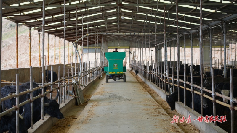 永靖 草尖上“犇”出共富路