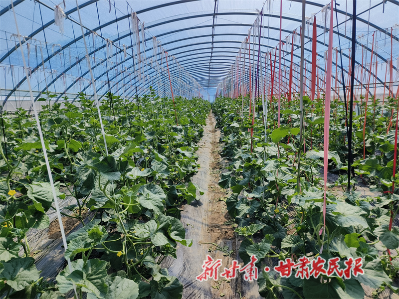 秦州区汪川镇：夯实乡村振兴根基 跑出乡村发展“加速度”