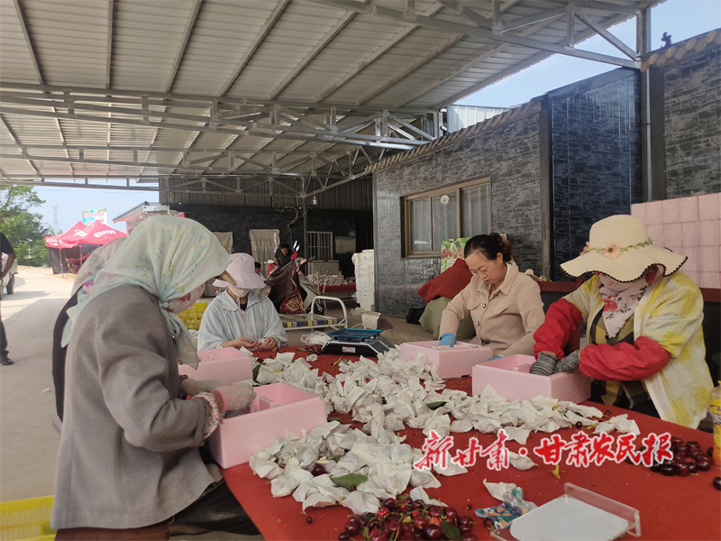 甘谷县高山樱桃成熟上市 红果映山助力乡村振兴