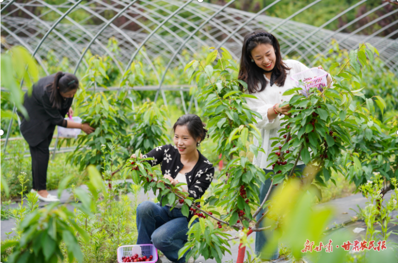 成县 樱桃缀满枝 产业好“丰”景