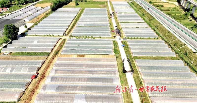 华亭：抱团“蔬”写“菜文章”  聚力拓宽“富路子”