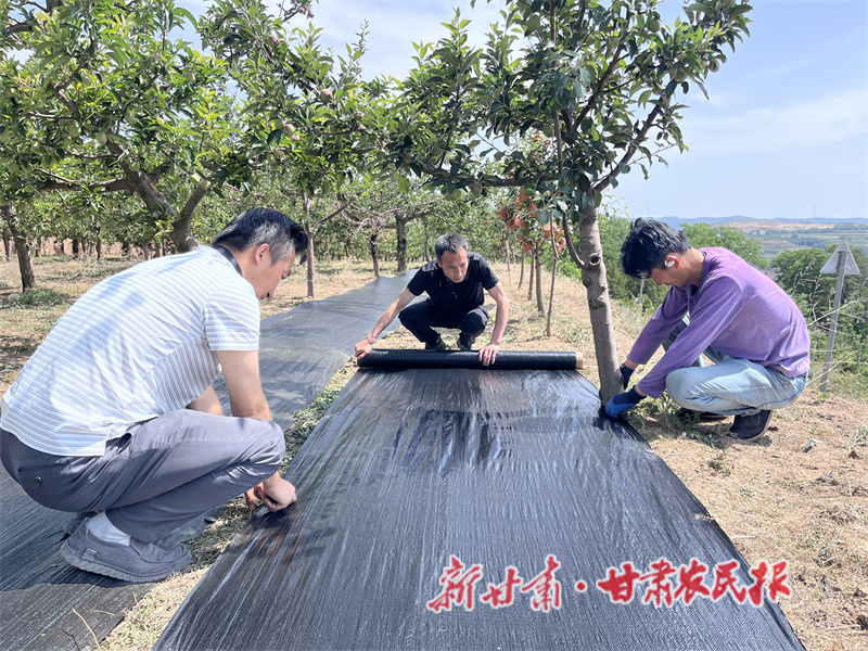 秦州区中梁镇：科技赋能田间管理 精耕细作绘就丰收新图景

