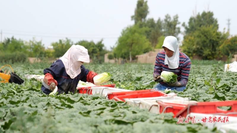 永昌 头茬高原夏菜“北菜南下”销路好