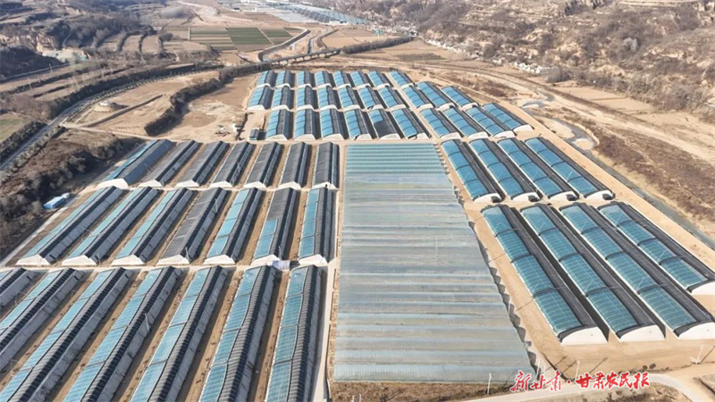 泾川：订单农业富农家