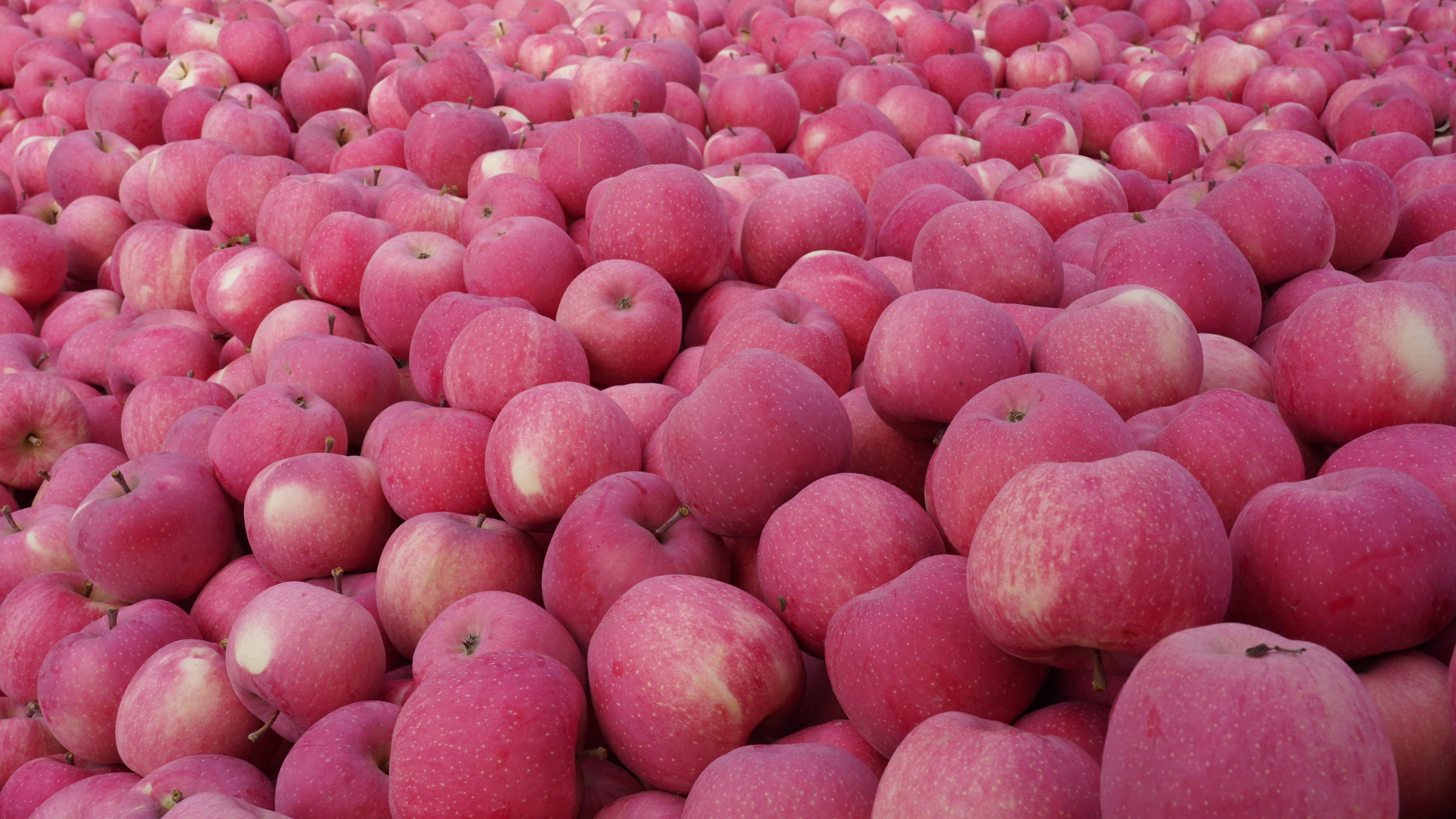 存储增值 云端卖货 品牌出海——平凉探索“三链”融合推动静宁苹果产业升级