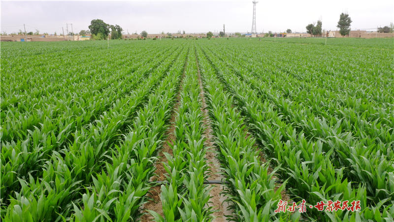 民勤：智慧农业破解旱作密码 全链协同培育增产标杆