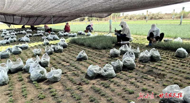 荒漠“野草”变身致富“金苗”