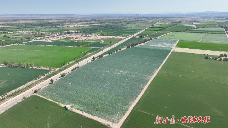 72小时鲜味直达全国！金川区高原夏菜喜获丰收