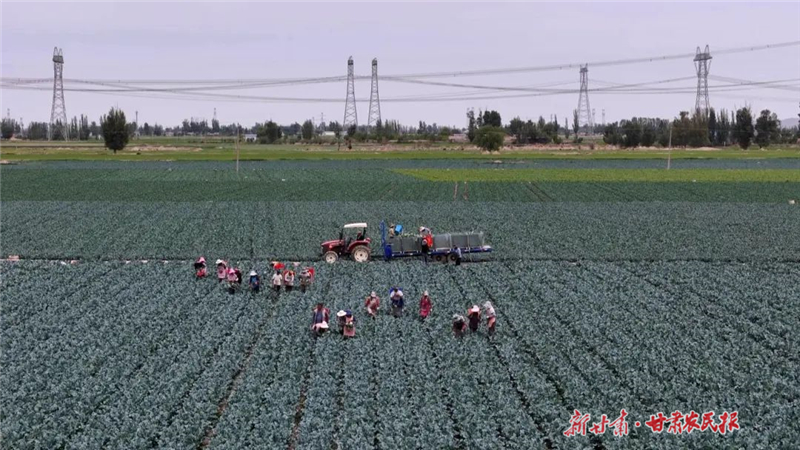 永昌高原夏菜“出圈”记：从祁连山麓到千里餐桌的绿色嬗变
