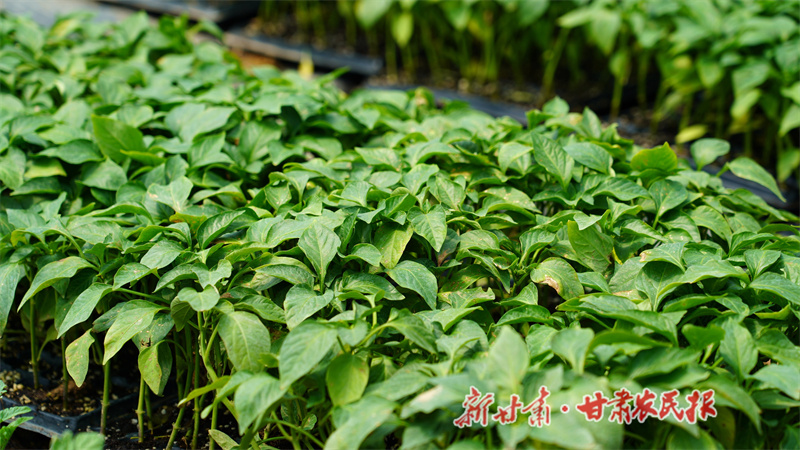 秦安县:大棚不闲置 换茬育苗忙