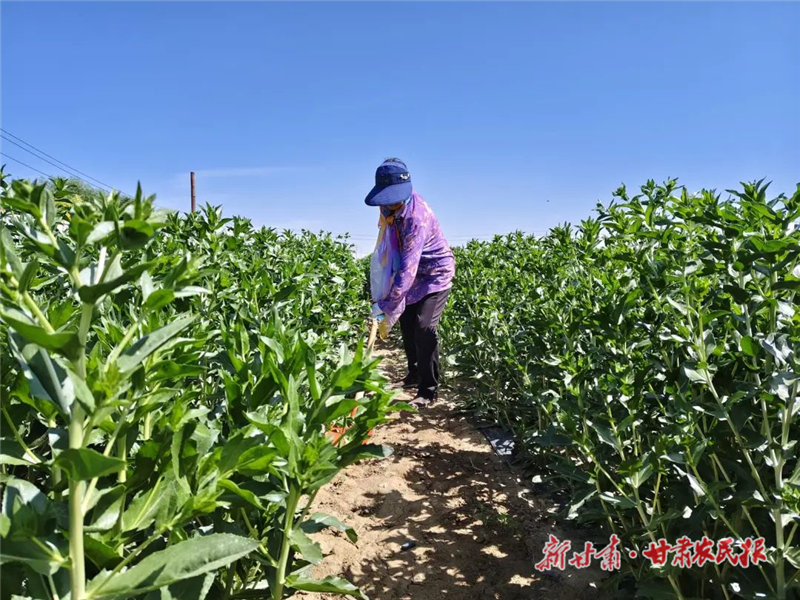 古浪：田间药材管护忙 增收致富有“良方”