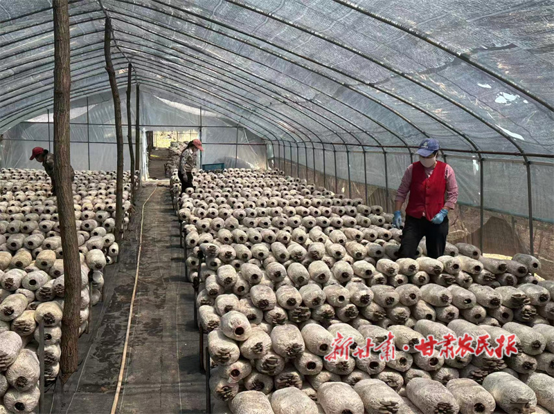 华亭：小小蘑菇撑起乡村振兴大产业