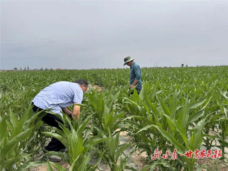 古浪：精细管护夯实粮食丰收根基