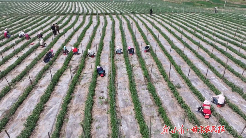 天祝：特色产业铺就富民路