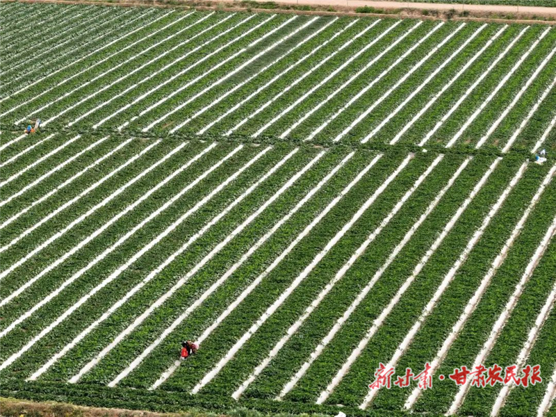 民勤：“智能水银行”浇灌千亩蜜瓜田