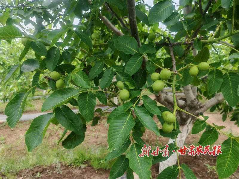 华亭：盛夏核桃管护忙，“绿色银行” 绽希望