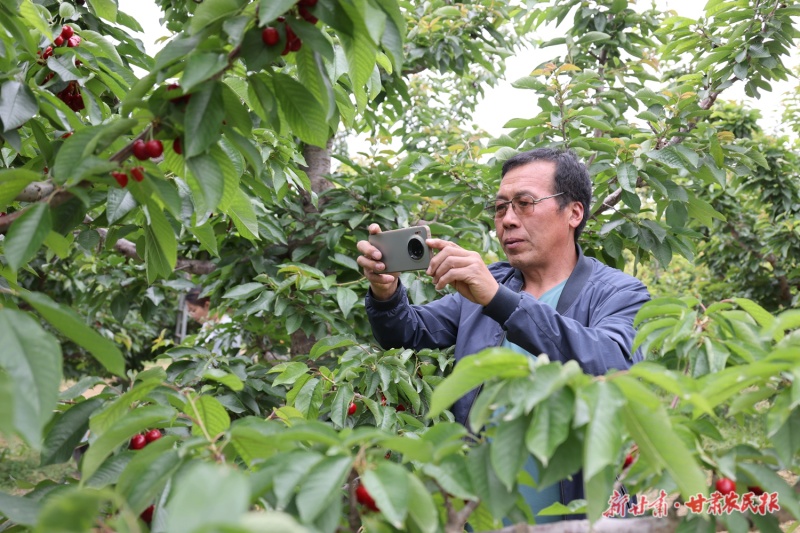 孙守策：在黄土地种出“红玛瑙”
