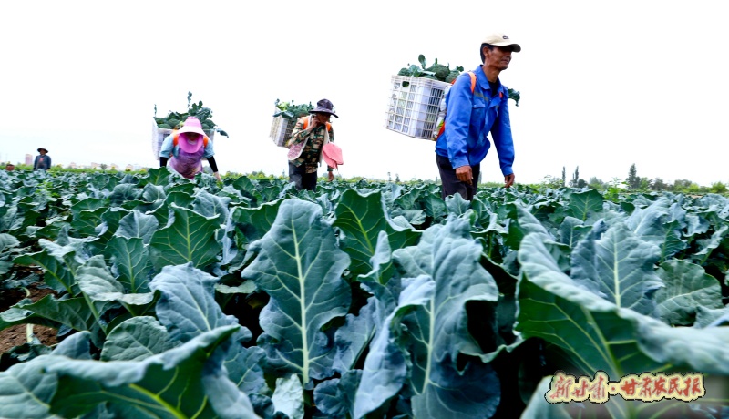 采收成熟的西蓝花