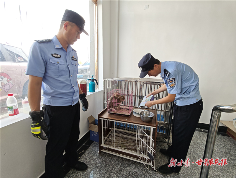 这两只猫咪有点凶！——民乐警方成功救助两只国家一级保护动物荒漠猫