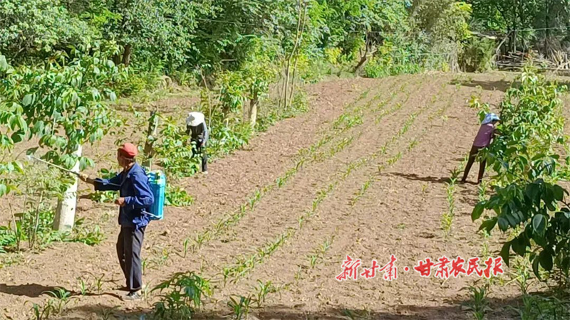 华亭：夏管核桃促增收，树上结出“致富果”