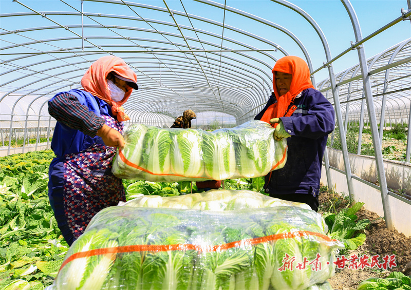 菜农抢抓农时采收蔬菜