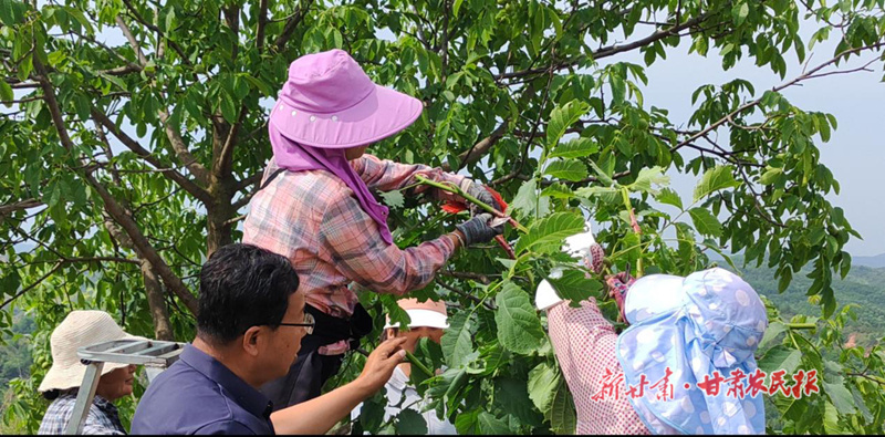华亭：开展高接换优 助力增产增收
