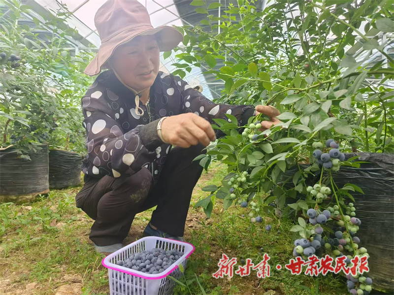 秦州区：大棚蓝莓迎丰收 “小甜果”市场热销