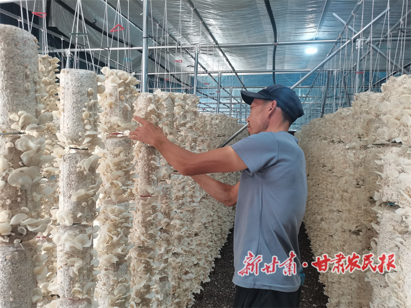 清水县：白玉木耳采摘上市