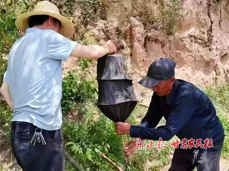 华亭：曹家沟村的“甜蜜事业”