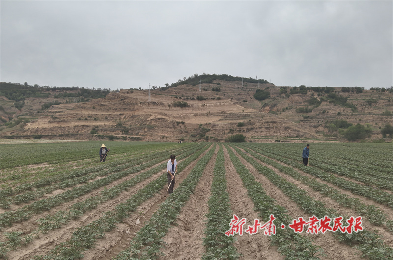 甘谷县：马铃薯原种长势良好 科学管护护航产业提质增效