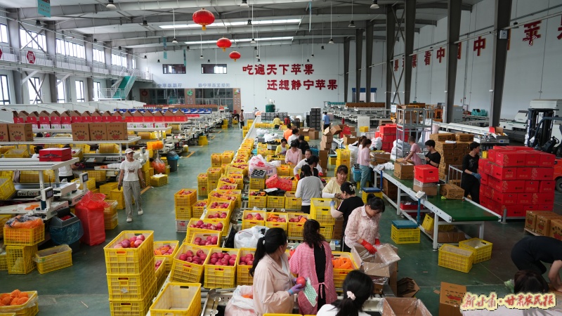 苹果智能分拣车间