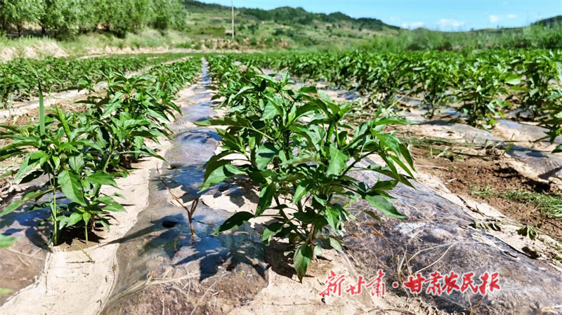 清水县：椒香飘出致富路 产业绘就振兴图