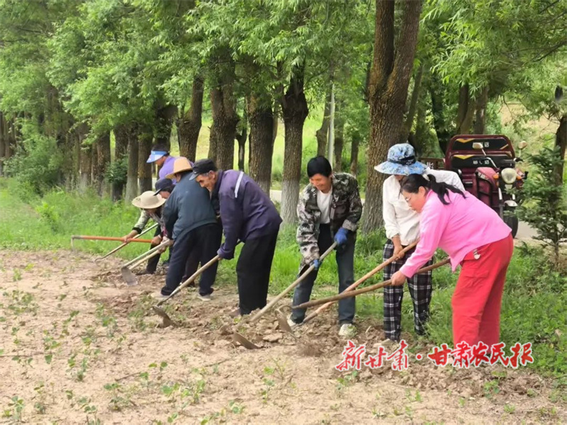 华亭：黄豆田间管护忙